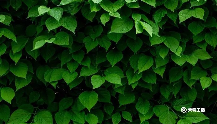 老干虬枝是什么意思