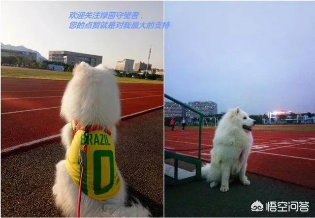 如何评价曼朱基奇？