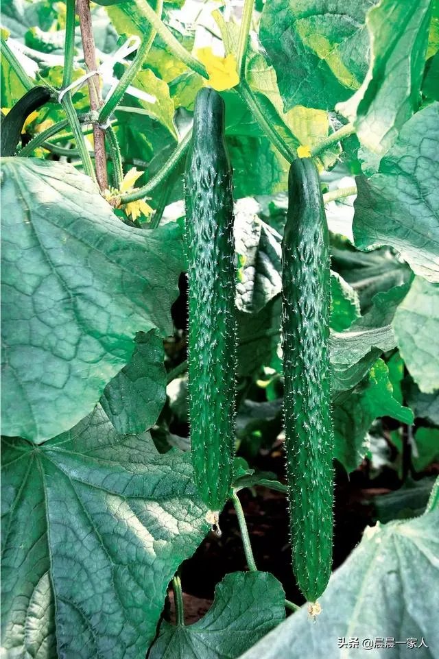 黄瓜种子哪个好？