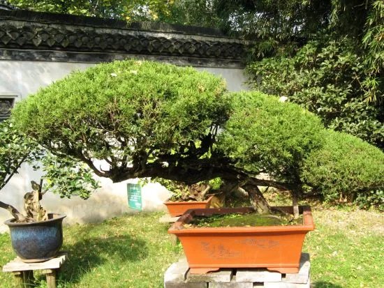 如皋盆景的介绍