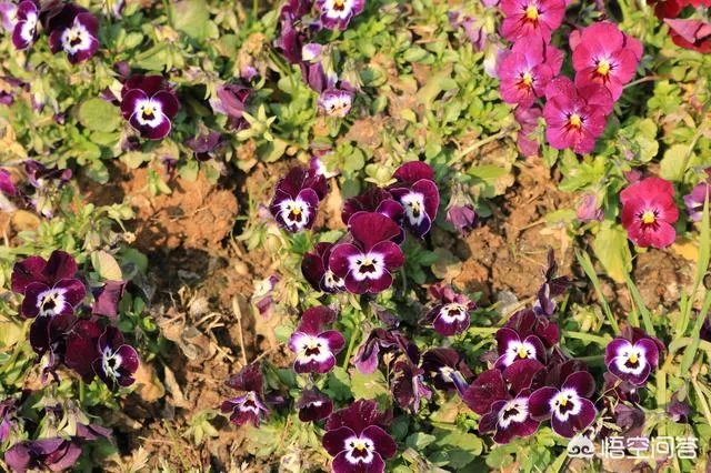 鞠铿然是不是刘教授？