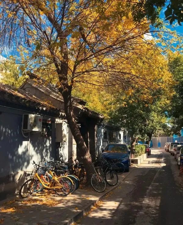 圆明园银杏进入最佳观赏期，北方的秋天究竟有多别致？