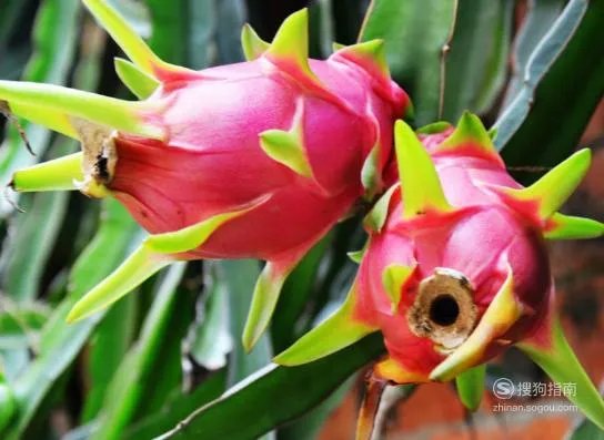 孕妇能吃火龙果吗_孕妇可以吃火龙果吗