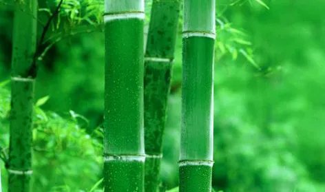 竹子象征什么人？