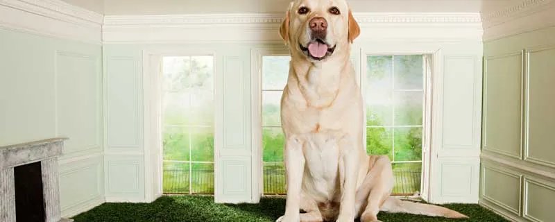 比格犬真的是养不熟吗 比格犬好养吗