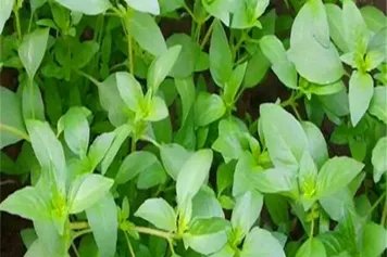 小桂香的功效与作用