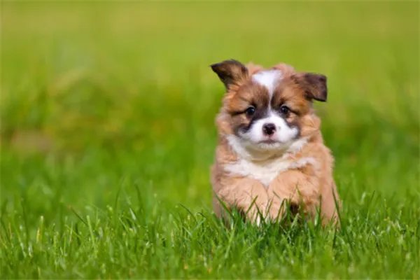 起底活体动物盲盒乱象，这种现象为何没有人管制？