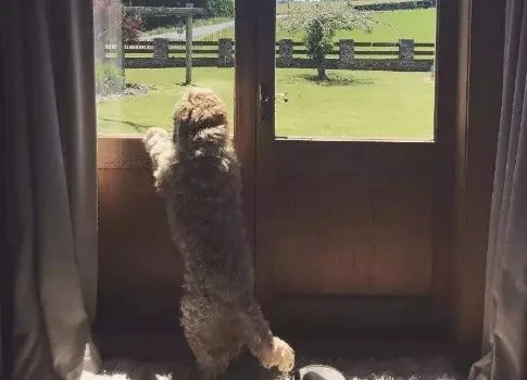 扒拉 是什么意思