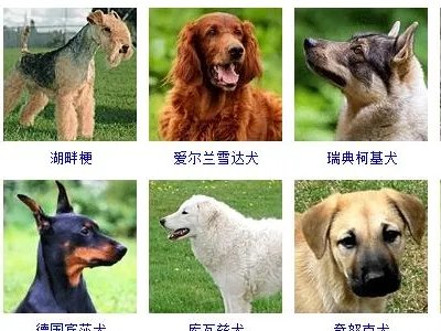 狗的品种图片
