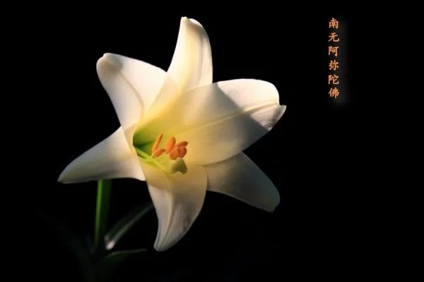 百合花写南无阿弥陀佛的图片有吗?百合花图片有写南无阿弥陀佛有吗？