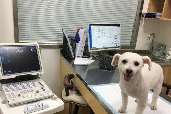 2021上海宠物医院十大排行榜 安安宠医上榜,第一收费合理