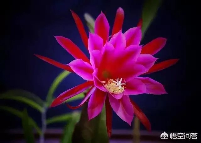 亚运会评价张常宁