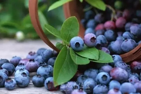 多吃这几种水果蔬菜 保护视力的效果好