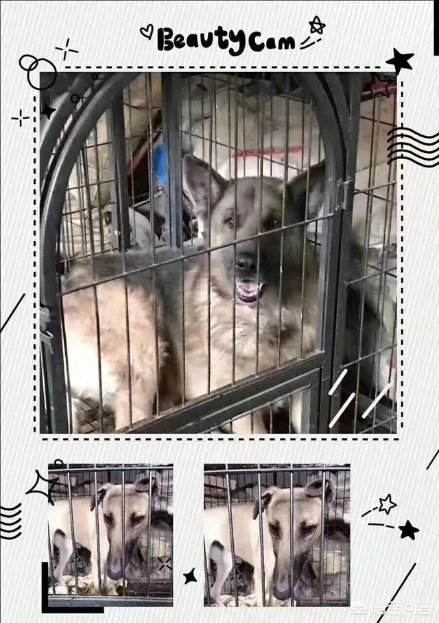 保定一老人卖房救助流浪狗，救助站不慎失火，为抢救狗狗烧伤半边脸，这个事你怎么看？