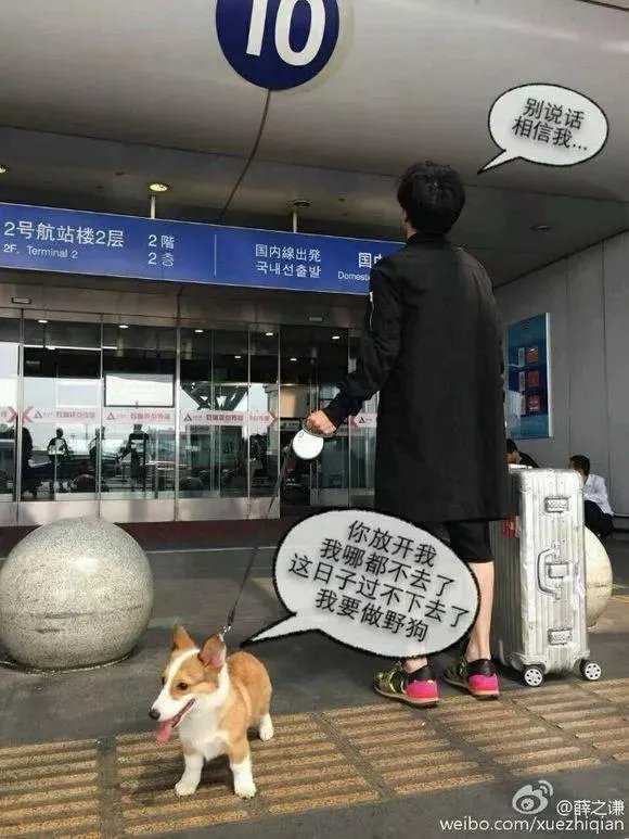 李雨桐已出部分证据，薛之谦该如何应对？