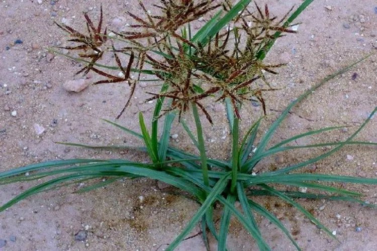 香附子草药图片