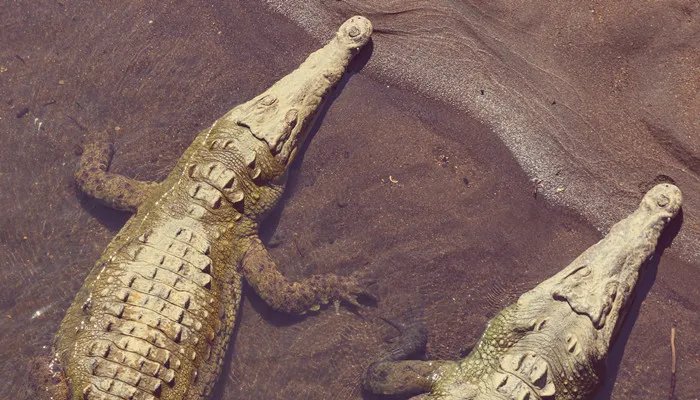 最大的鳄鱼 最大的鳄鱼是哪种鳄鱼