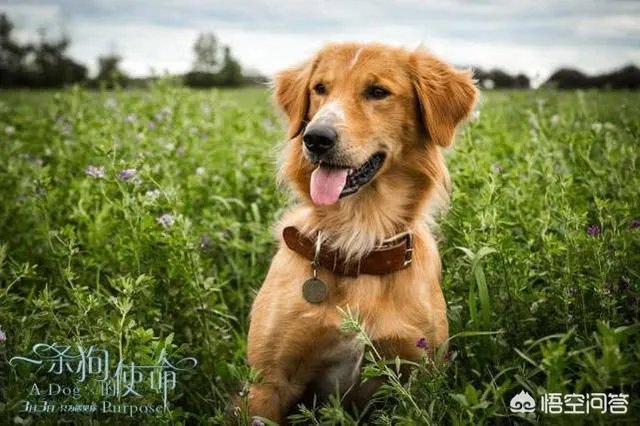 如何评价电影《一条狗的使命2》？