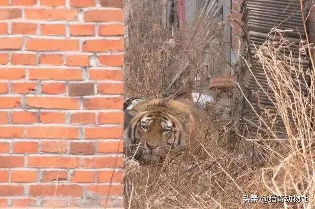 吉林男子偶遇300斤大老虎,老虎频繁现身,是生态变好还是变差?
