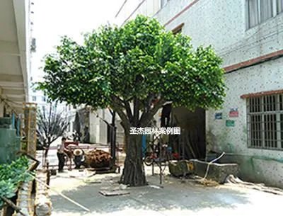 水泥浇灌的仿真树和玻璃钢仿真树有什么不一样？