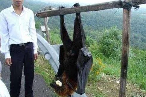 世界上最凶残的蝙蝠——猪脸大蝙蝠