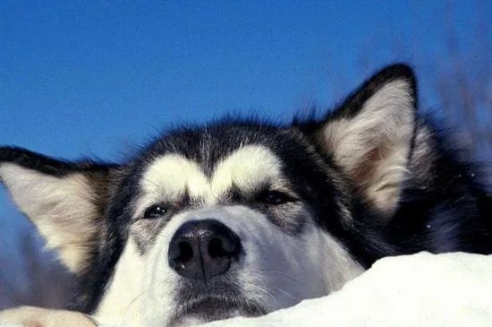 阿拉斯加犬好养吗