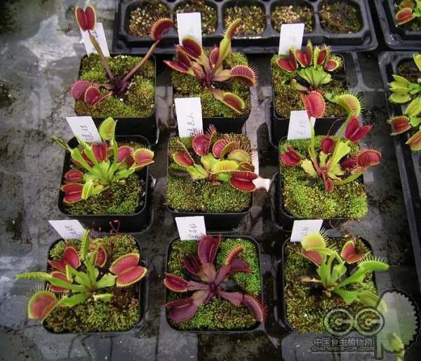 食虫植物的分类