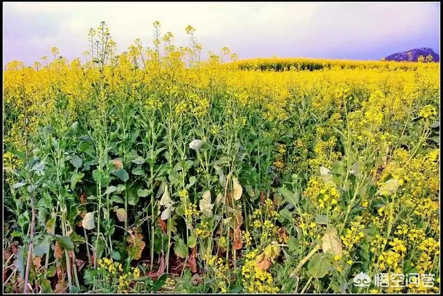 遇到油菜倒伏蚂蚁庄园