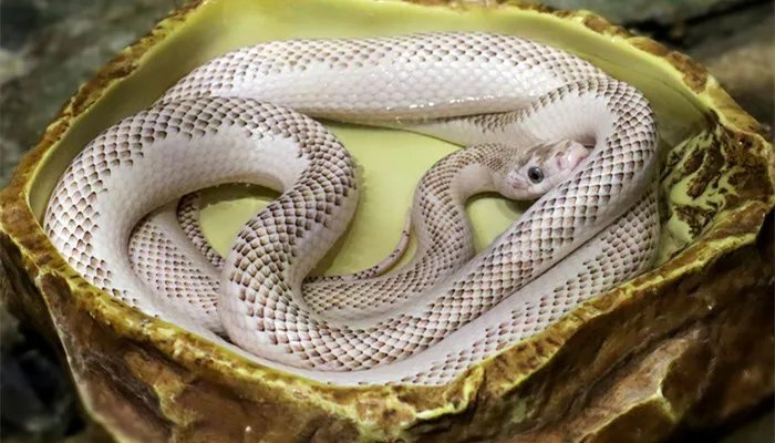 什么是冷血动物 冷血动物是什么