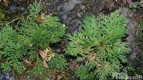 万年松  关于万年松你知道多少？