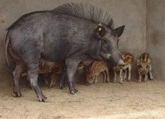 野猪肉该怎么做比较好吃，和普通猪肉哪个营养价值高？