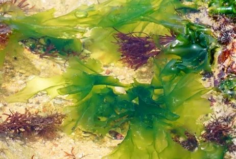 石莼的生长习性是什么？有哪些药用价值？