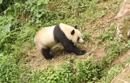 陕西发现野生大熊猫是真的吗？