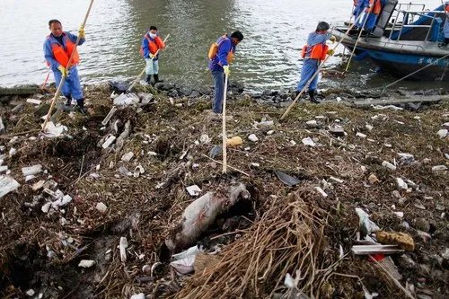 上海松江死猪事件的事件概述