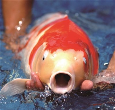 锦鲤鱼怎么养？