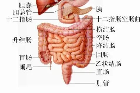 人体排泄系统结构图