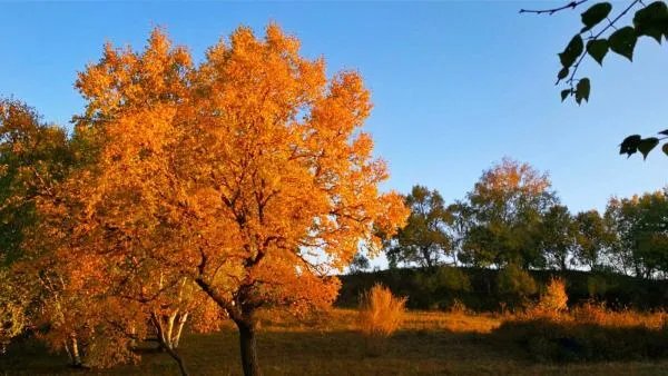 一棵树两棵树打一字谜