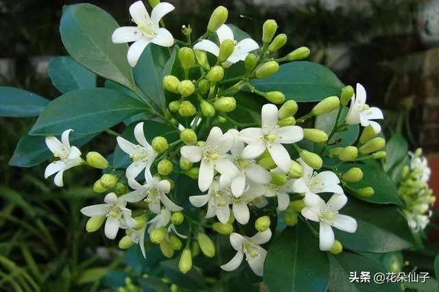 九里香怎么养？