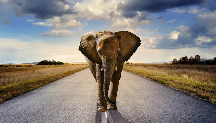 大象的左耳朵像什么 大象的左耳像什么