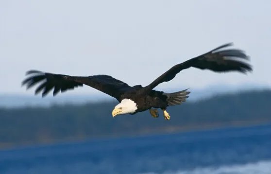 世界上飞得最快的鸟,飞行冠军“军舰鸟”(418公里/小时)