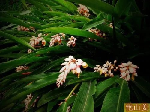 我们叫山姜,不知道它的真正学名叫什么?