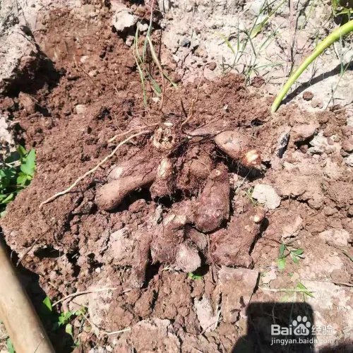 如何挖芋头的方法