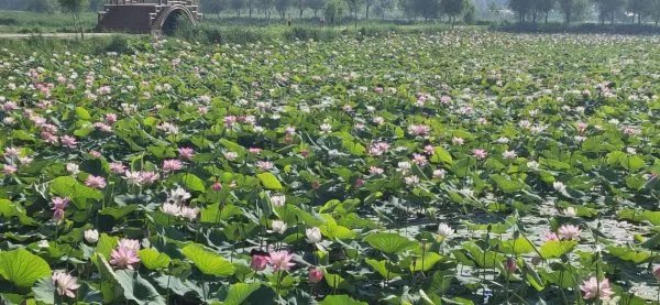 男生对女生说sami是什么意思？