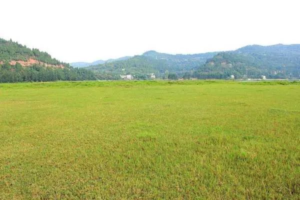 坪坝的近义词是什么