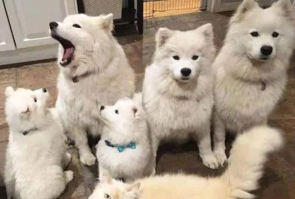 老人被狗绳绊倒死亡，狗主人或无责，剧情为何会出现反转？