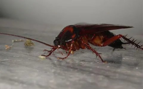 蟑螂被盖在锅盖下20天，蟑螂不吃不喝能活多久？