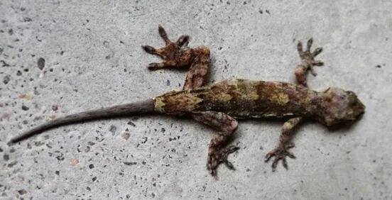 壁虎怎么养殖？