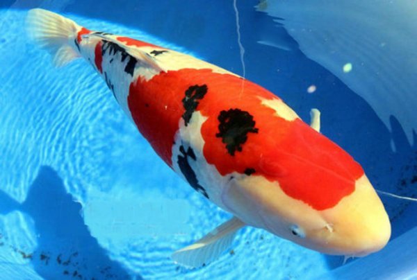 锦鲤鱼怎么养？