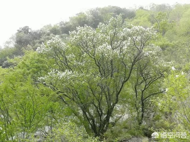 秦岭72峪最值得去的几个