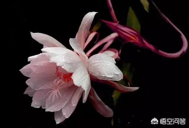 亚运会评价张常宁